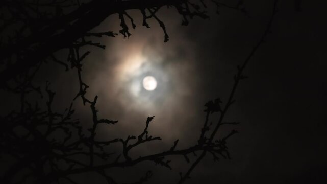 Full moon in the branches of a tree without leaves, a dark cloudy night has an spooky feeling like thriller and horror films. Moonlight on Halloween Night. Soft selective focus