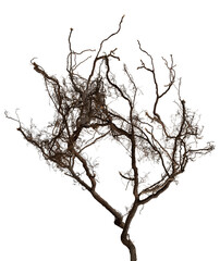 Bare branch without leaves or root on isolated background. Dry tree in winter or during drought.