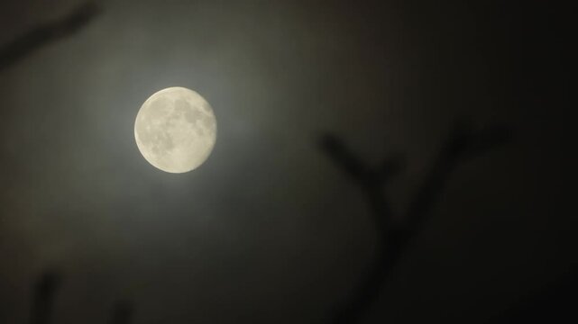 Moon in the branches of a tree. Moonlight and clouds glowing in the sky on a cloudy Halloween night