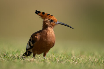 African hoopoe on short grass with catchlight