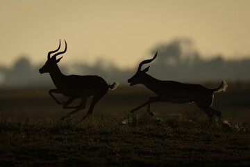 Male impala runs after another in silhouette