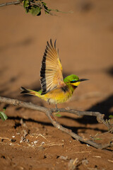 Little bee-eater lifts wings flying from branch