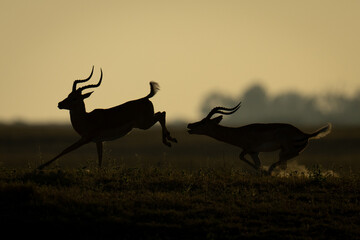 Male impala chasing after another in silhouette