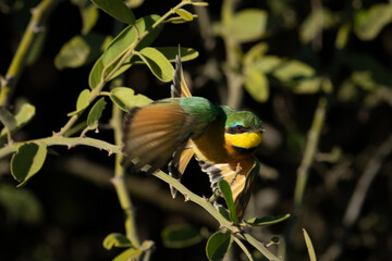 Little bee-eater takes off from green bush