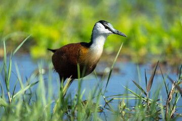 African jacana crosses flooded plain in sunshine