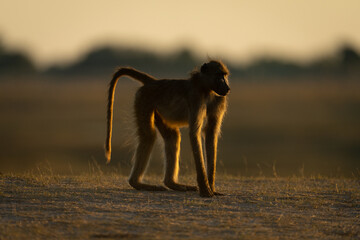 Chacma baboon stands on savanna at sunrise