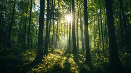 Obraz premium A beautiful panorama of green forest with tall trees and sunlight shining through the leaves.