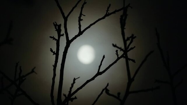 Full Moon in the branches of a tree without leaves, a dark cloudy night has an spooky feeling like thriller and horror films. Halloween night
