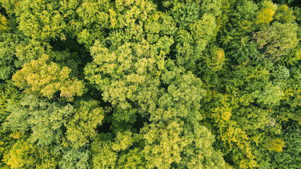 Treetops from above in top-down view