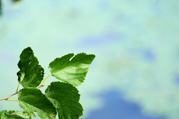 緑の葉っぱと水面