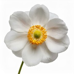 Japanese Anemone, ranunculaceae, flower isolated on white