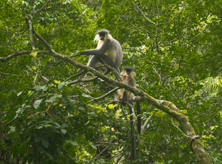 Capped Langurs in Pristine Forest of Bhutan, Trashi Yangtse, Bhutan