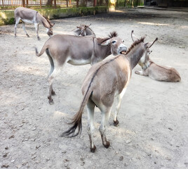26 July, 2024. Portrait of donkeys playing at a field in Rangpur zoo.