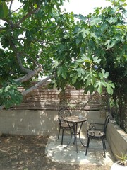 Table and Chairs under Fig Tree