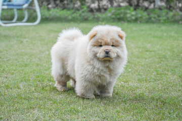 chow dog breed