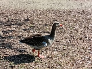 Goose walking 
