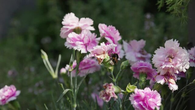 Bumble bee collecting pollen from pink and purple Carnation flowers