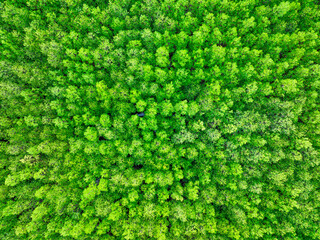 Aerial view green mangrove forest. Natural carbon sinks. Mangroves trees capture CO2. Blue carbon ecosystems. Mangroves absorb carbon dioxide emissions and mitigating global warming. Green ecosystem.