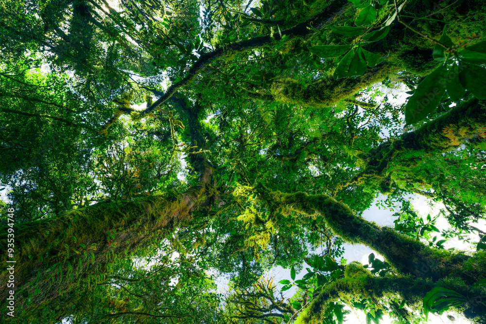 Canvas Prints looking up view of tree trunk to green leaves of tree in forest with sun light. fresh environment in