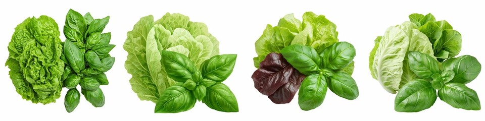 Obraz premium Top view of fresh green and red lettuce varieties paired with vibrant green basil leaves, all neatly arranged side by side on a transparent background.