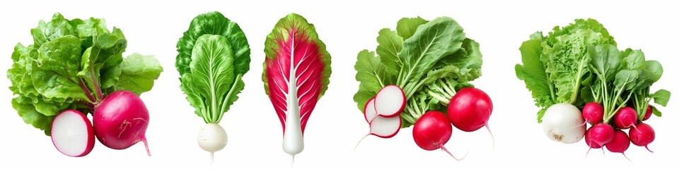 Top view of fresh green lettuce paired with red and white radishes, along with vibrant Swiss chard leaves, all neatly arranged side by side on a transparent background.
