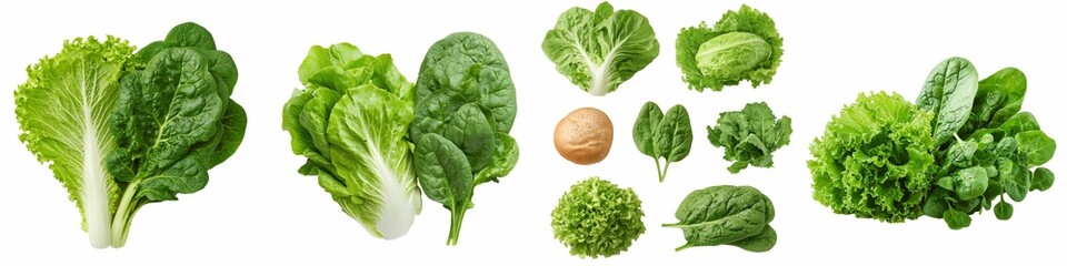 Obraz premium Top view of fresh green lettuce, spinach, and various leafy greens including a bread roll, all neatly arranged side by side on a transparent background.