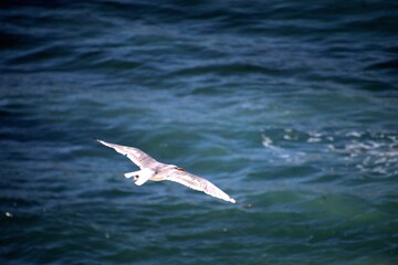 ave gaivota - Larinae