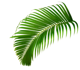Tropical palm leaves. Green leaf of palm tree isolated on transparent background