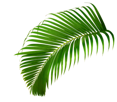 Tropical palm leaves. Green leaf of palm tree isolated on transparent background