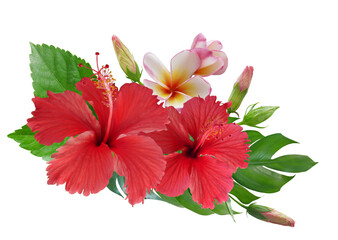 Red Hibiscus flowers and plumeria flowers with monstera leaves in a tropical arrangement isolated on transparent background © nunawwoofy