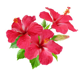 Red Hibiscus flowers bouquet in a tropical arrangement isolated on transparent background