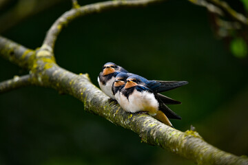 Baby swallow´s on a branch