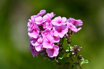 Beautiful flower in the garden