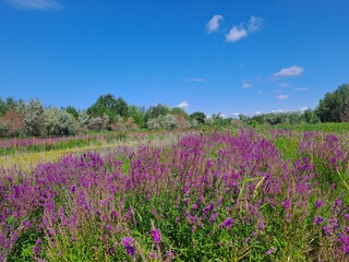 Naklejka premium lavender field in region