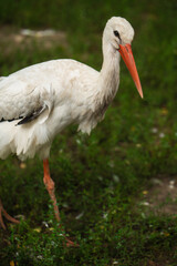 stork against the background of green grass