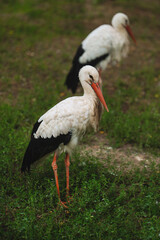 storks against the background of green grass wild life