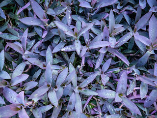 a bunch of charming purple leaves in the garden