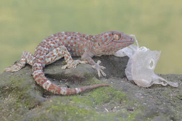 A tokay gecko is undergoing a period of molting. This reptile has the scientific name Gekko gecko.
