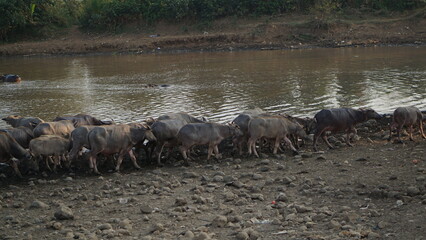 View A herd of buffalo belonging to a local farmer crossing the river. Asian buffalo herd crossing the river. A local farm in Jepara, Indonesia.