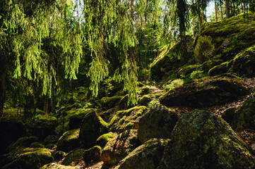 Wild forest. Big stones in the forest under magical sunlight. forest landscape. Selective focus on stones