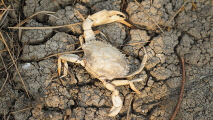 A dead seawater crab was drying a few days ago on the beach.