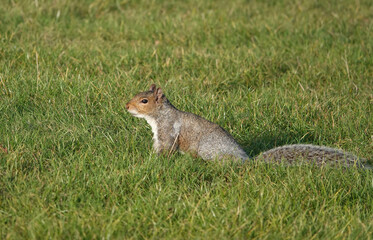 A side view of a grey squirrel in the grass. 
