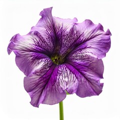 Purple pink Petunia isolated on white background