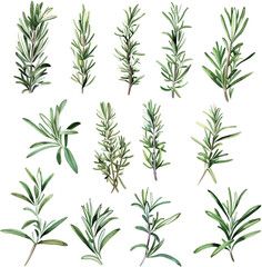 set of soft watercolor minimalist of rosemary,white background