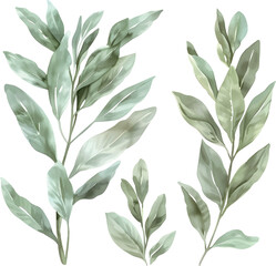 set of soft watercolor minimalist of Sage,white background,