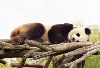 Obraz premium Panda