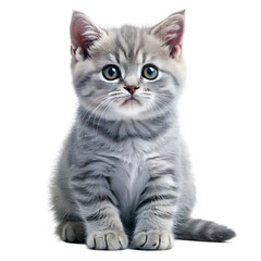 Fototapeta premium British Shorthair Kitten Sitting and Looking Adorably on White Background Ideal for Pet and Cat Illustrations