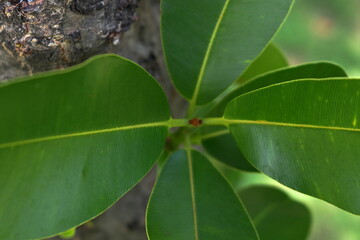 Green leaves in top view of Indian Laurel or Calophyllum inophyllum shoot. Another name is Alexandrian laurel, Bornero mahogany and Beautiful-leaf.