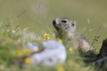 Jeune marmotton, marmotte à l'affut