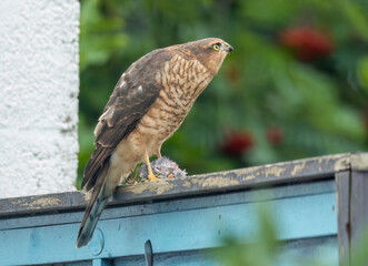 Close up of a female sparrow hawk eating it's prey 